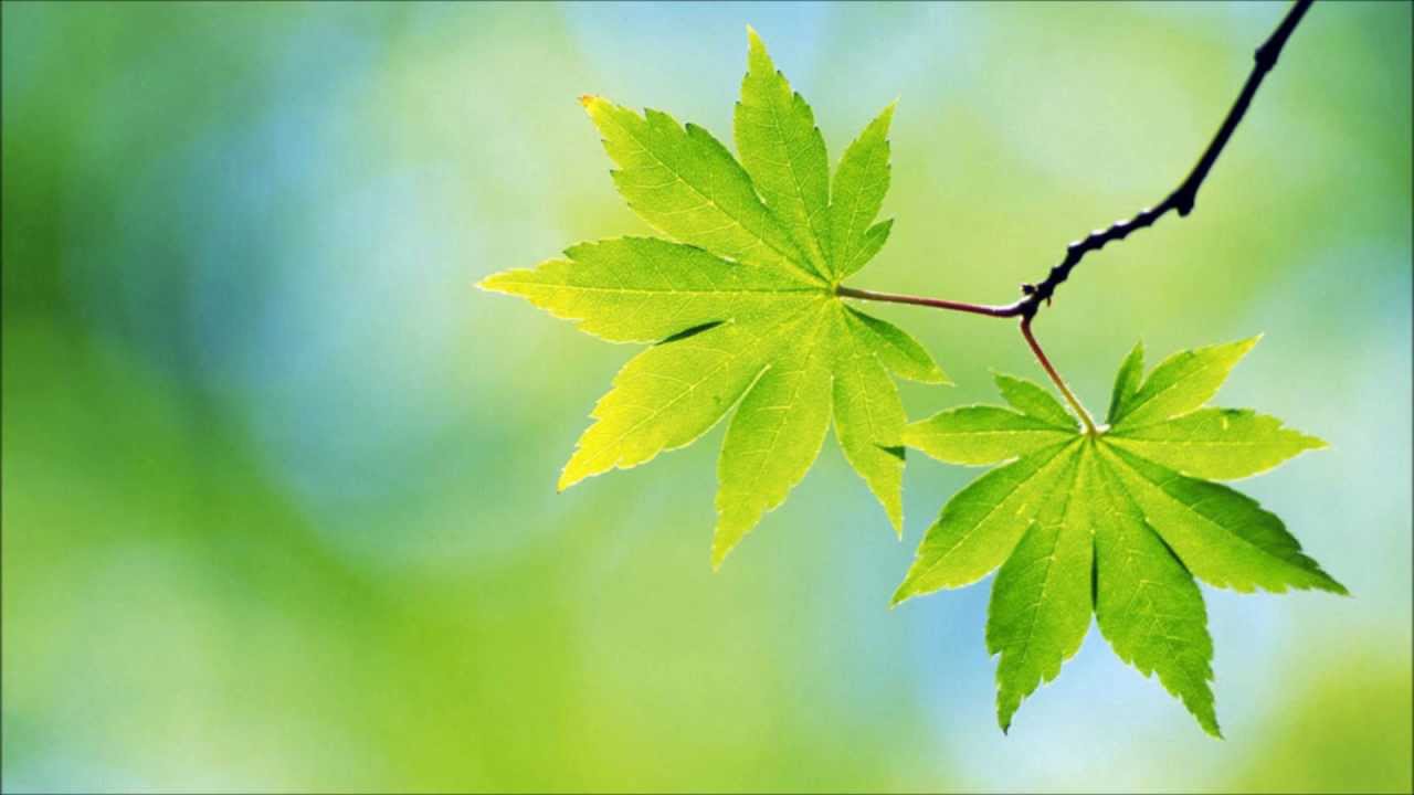 fondo de pantalla de diapositivas de fotos,hoja,verde,planta,árbol,naturaleza