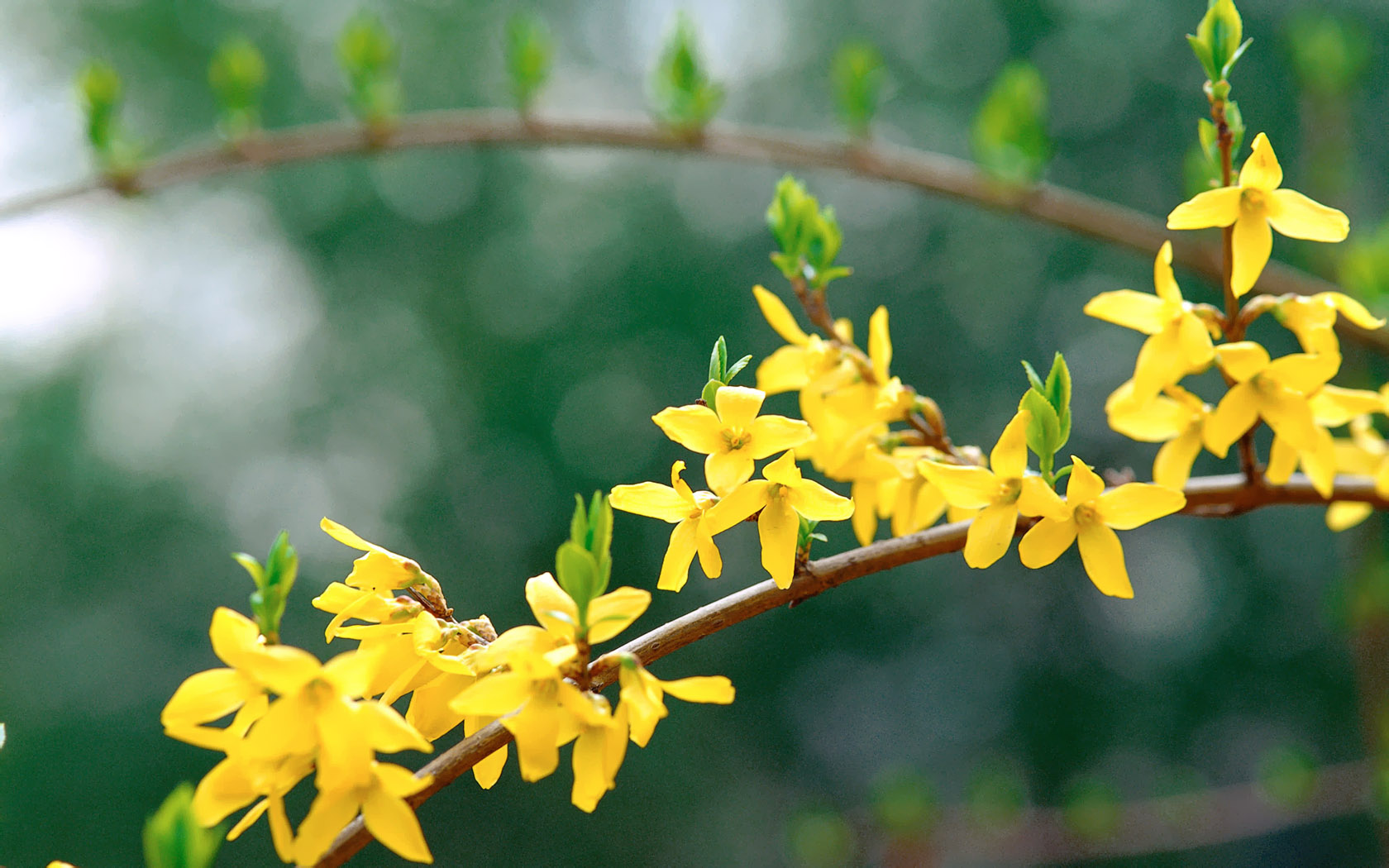 sfondi per presentazioni fotografiche,fiore,giallo,pianta,pianta fiorita,forsizia