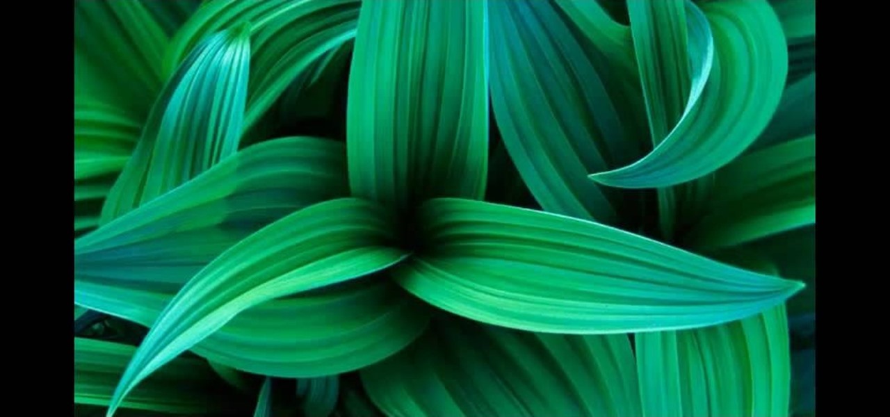 photo slideshow wallpaper,green,leaf,blue,turquoise,teal