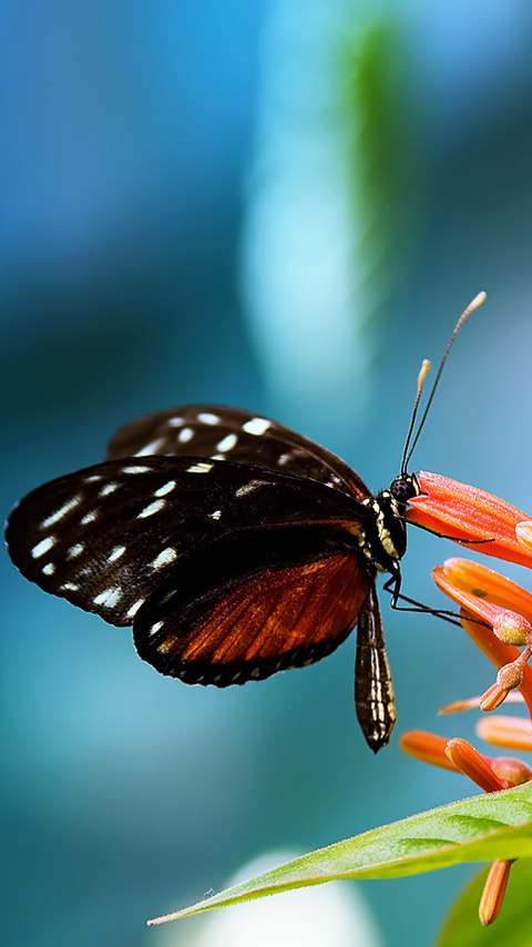 beautiful wallpaper for mobile phone,butterfly,insect,moths and butterflies,invertebrate,macro photography