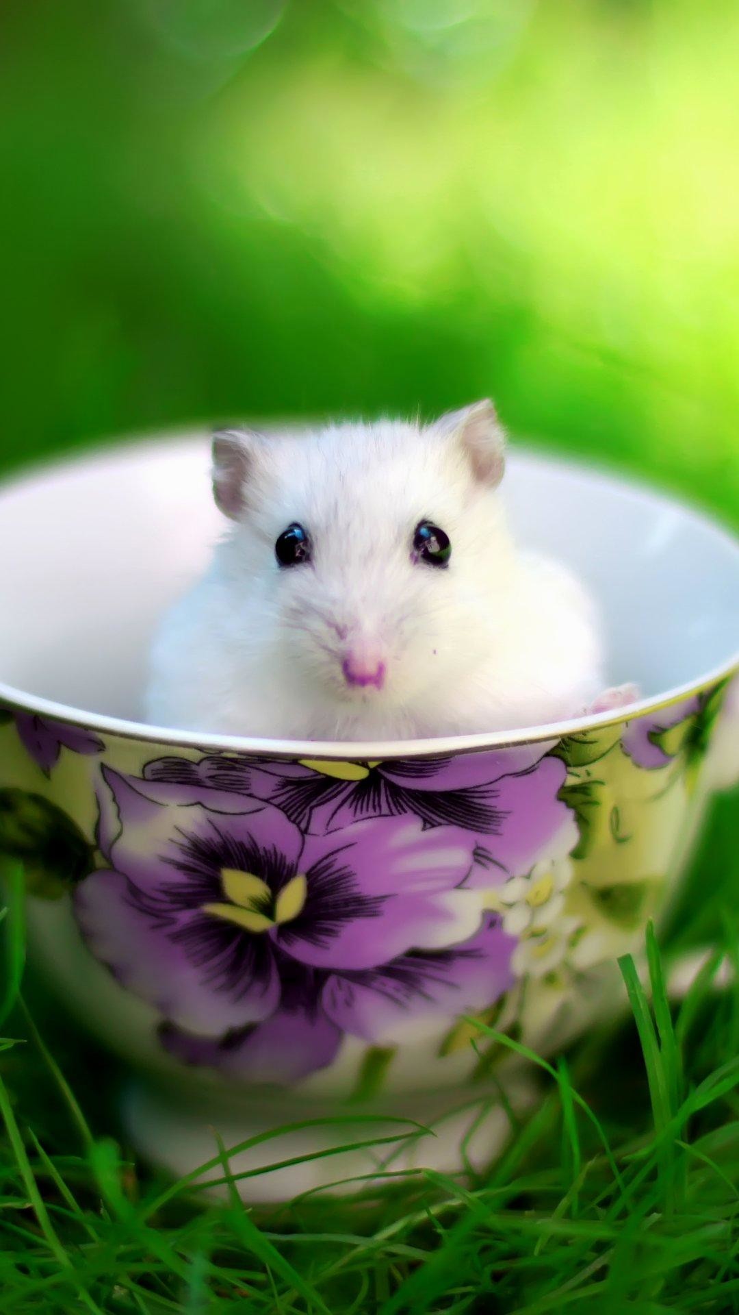 cute wallpaper for mobile phone,hamster,rat,muroidea,gerbil,mouse