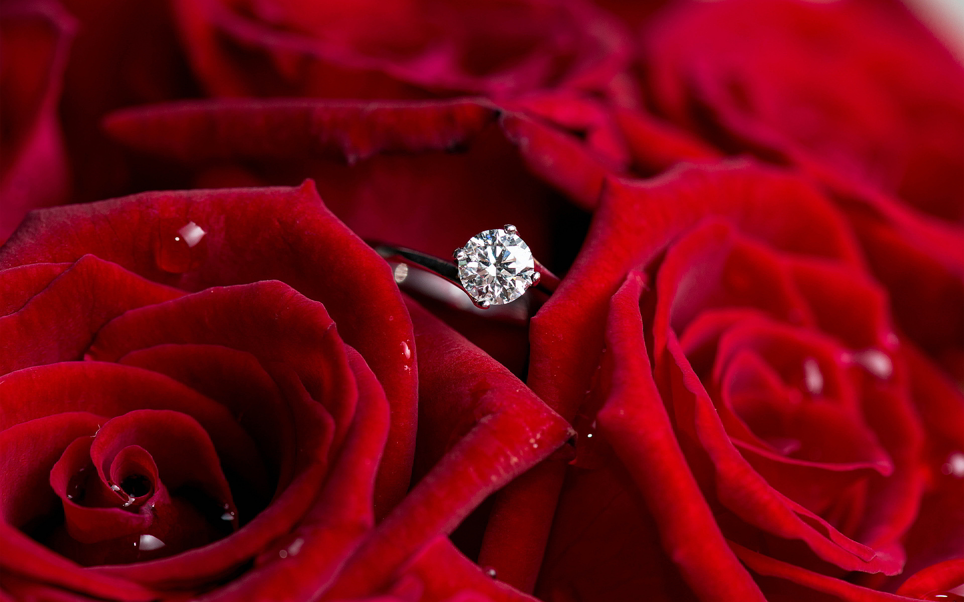 amor anillo fondos de pantalla hd,rosas de jardín,rojo,rosa,flor,pétalo