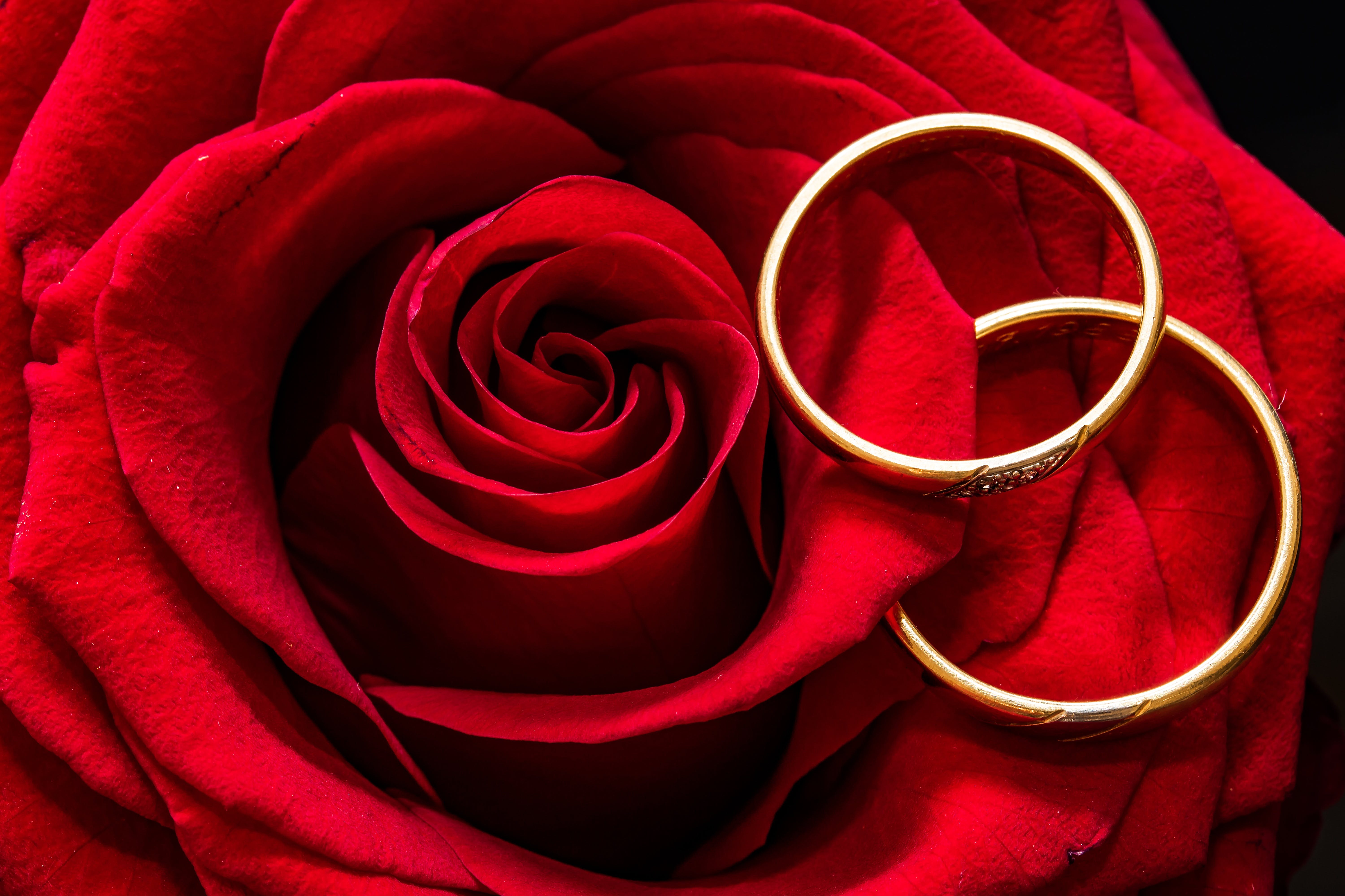 love ring wallpaper hd,red,garden roses,rose,petal,flower