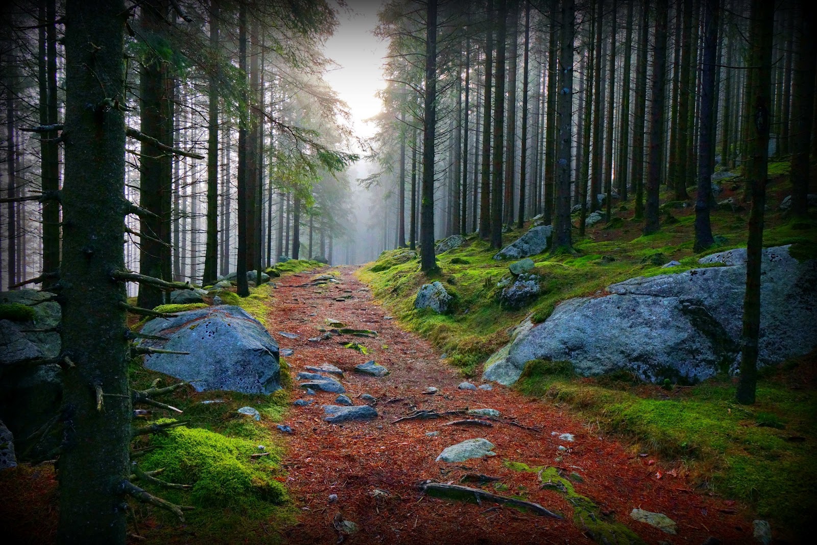 path wallpaper,nature,natural landscape,forest,tree,natural environment