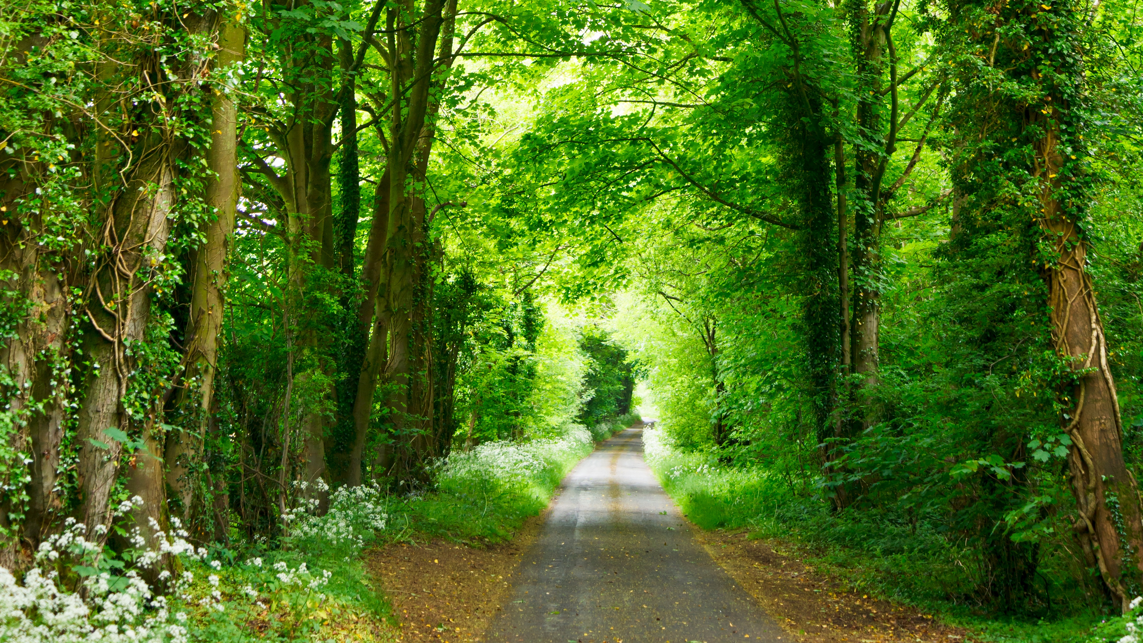 sfondo del percorso,paesaggio naturale,verde,albero,natura,foresta