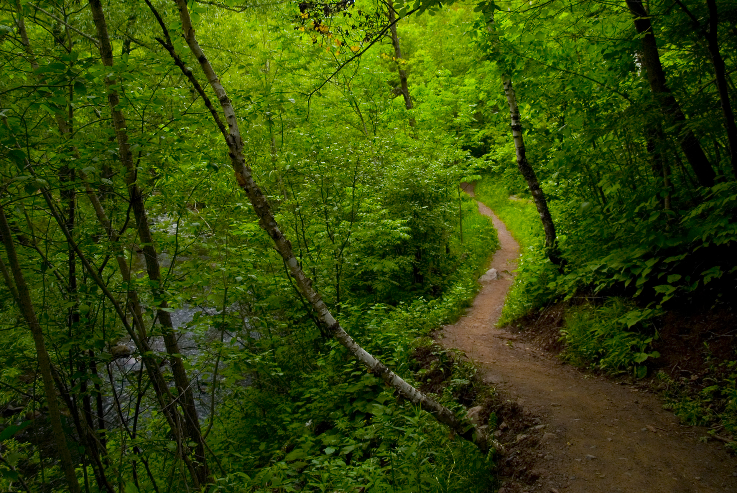 pfad tapete,natürliche landschaft,wald,natur,wald,baum