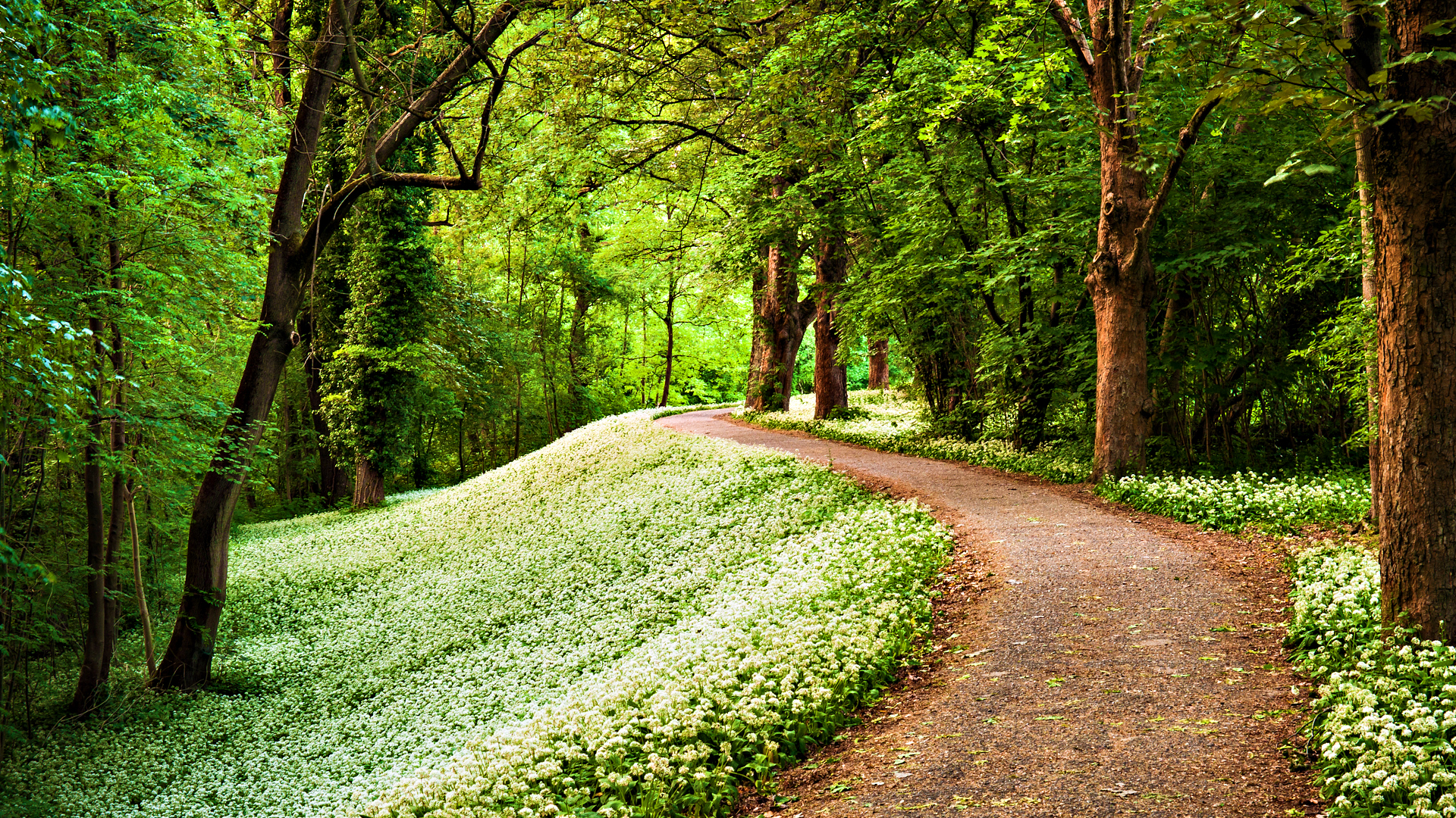 fond d'écran de chemin,paysage naturel,la nature,arbre,vert,des bois