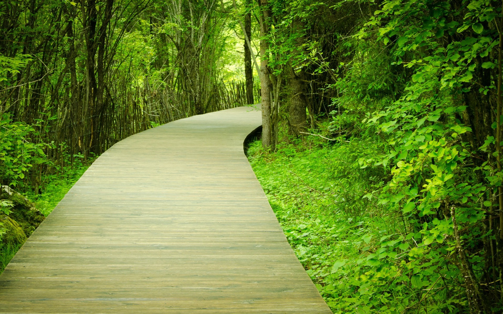 fond d'écran de chemin,paysage naturel,la nature,vert,arbre,forêt