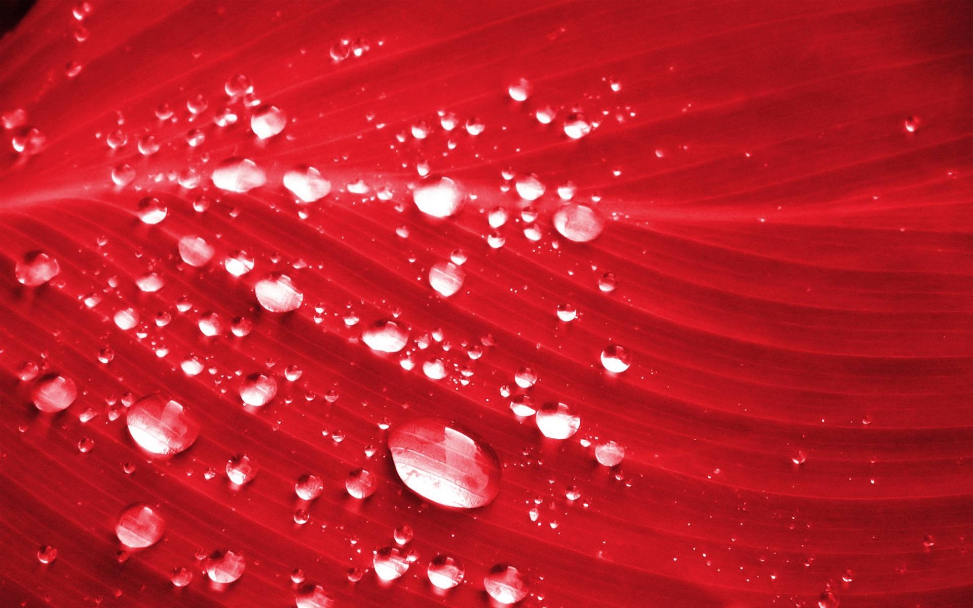 red wallpaper hd download,red,water,dew,moisture,close up