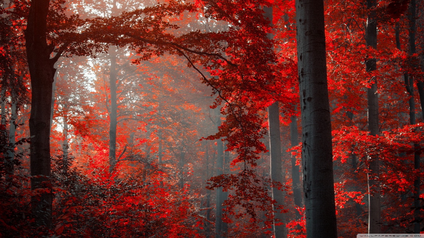 red wallpaper hd download,red,tree,nature,northern hardwood forest,leaf