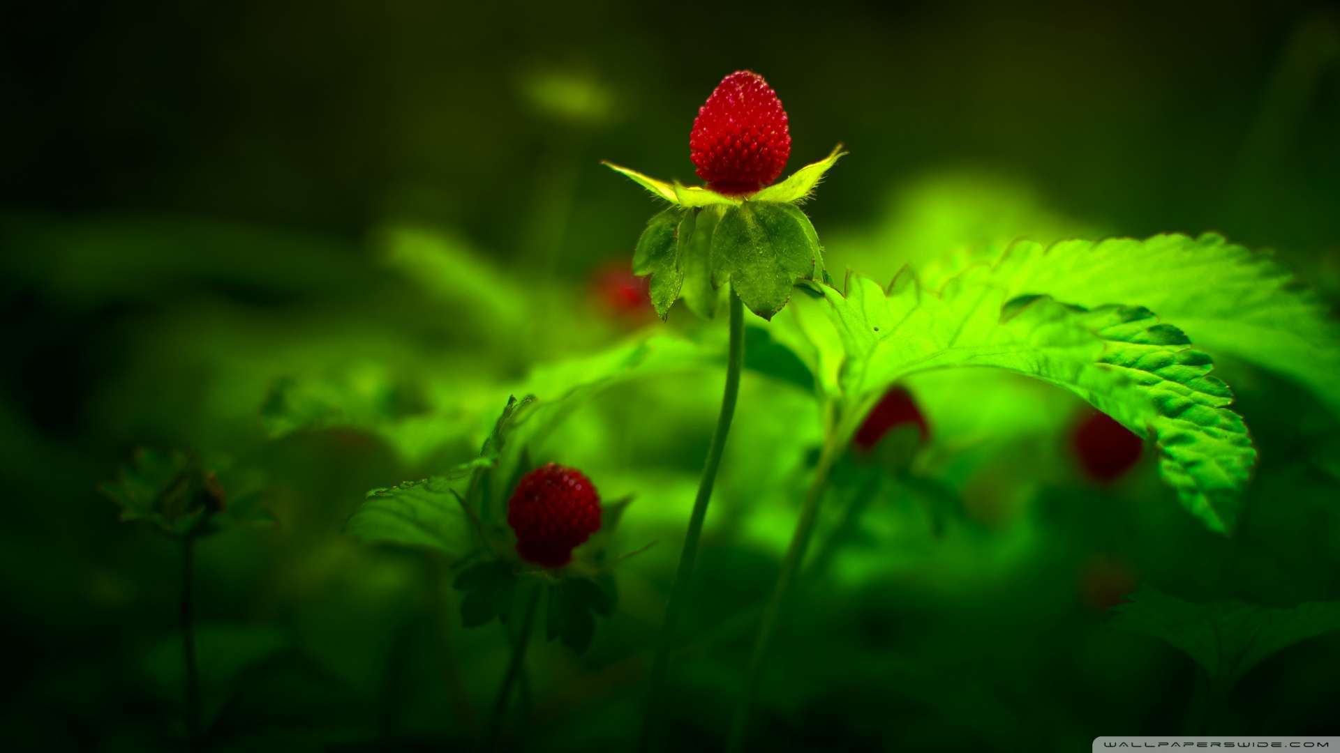 descarga de fondo de pantalla rojo hd,verde,naturaleza,rojo,flor,planta