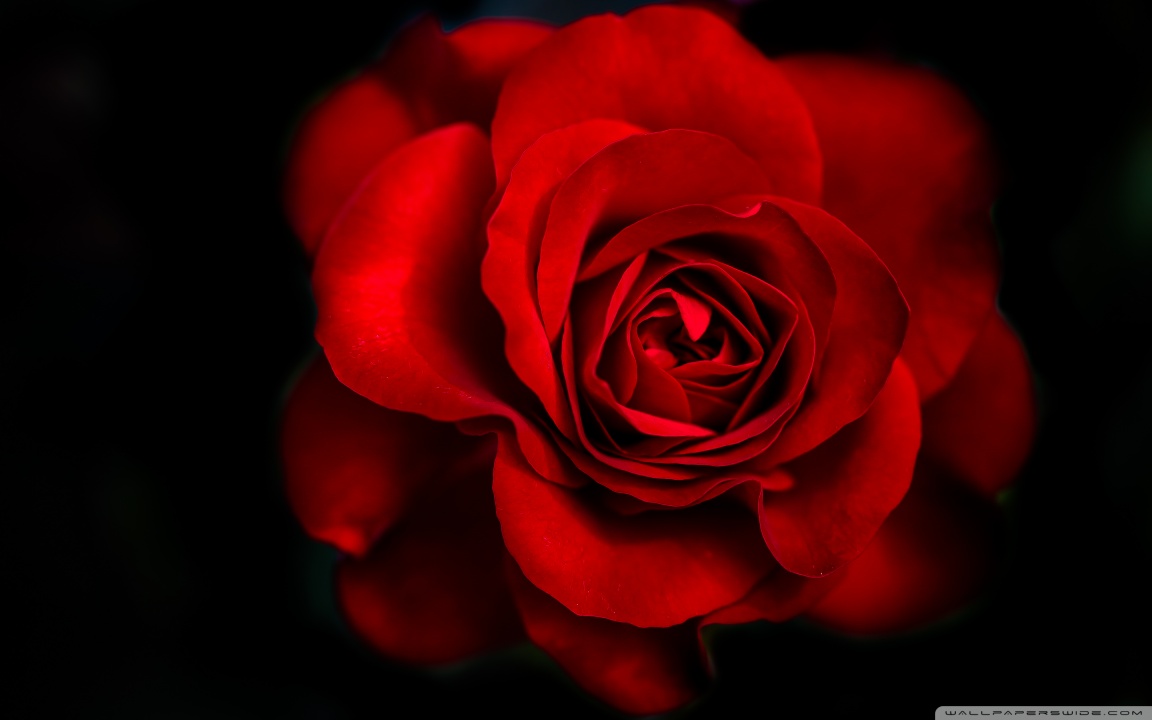 descarga de fondo de pantalla rojo hd,flor,rosas de jardín,rojo,pétalo,rosa