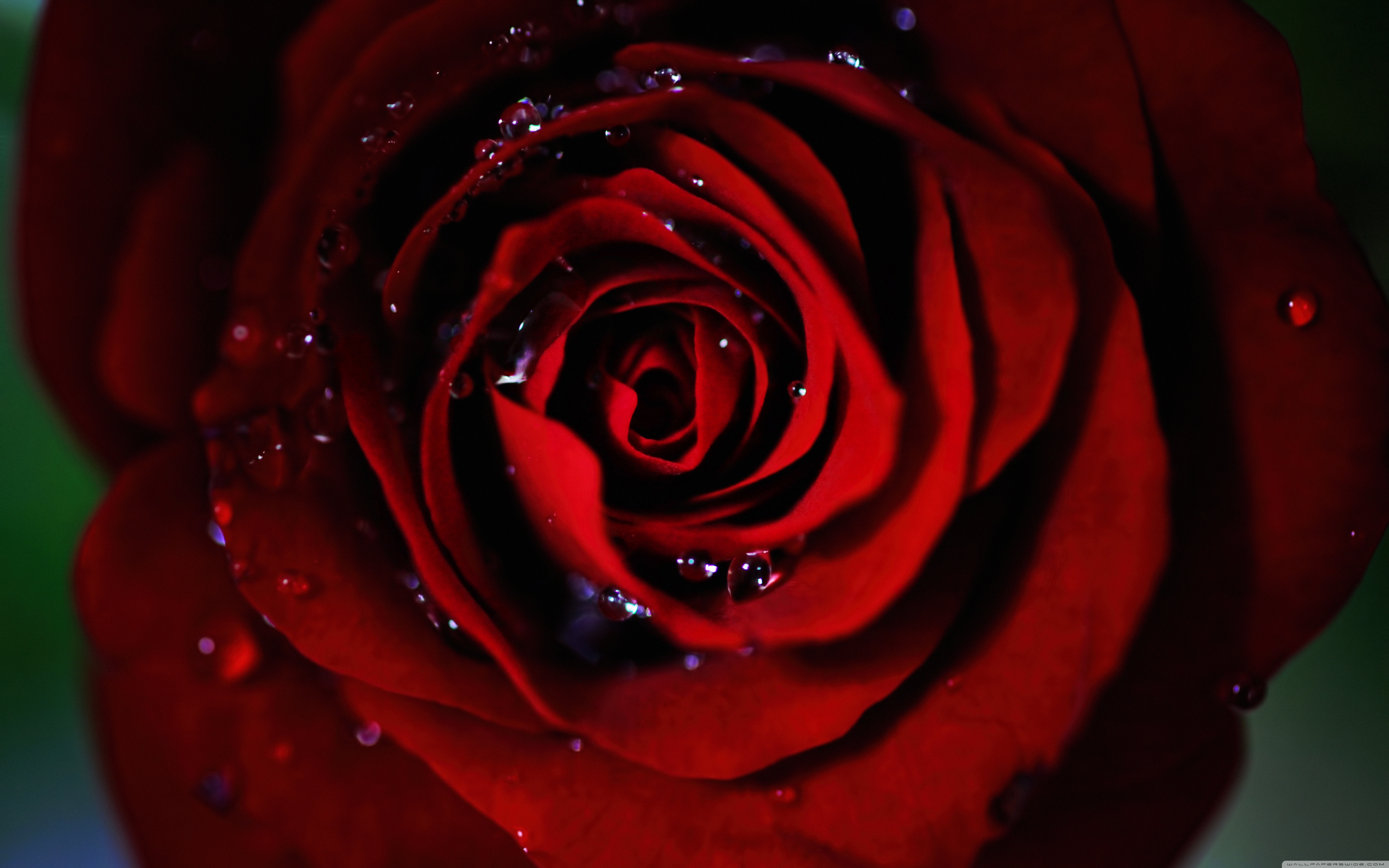 descarga de fondo de pantalla rojo hd,flor,rosa,rosas de jardín,rojo,pétalo
