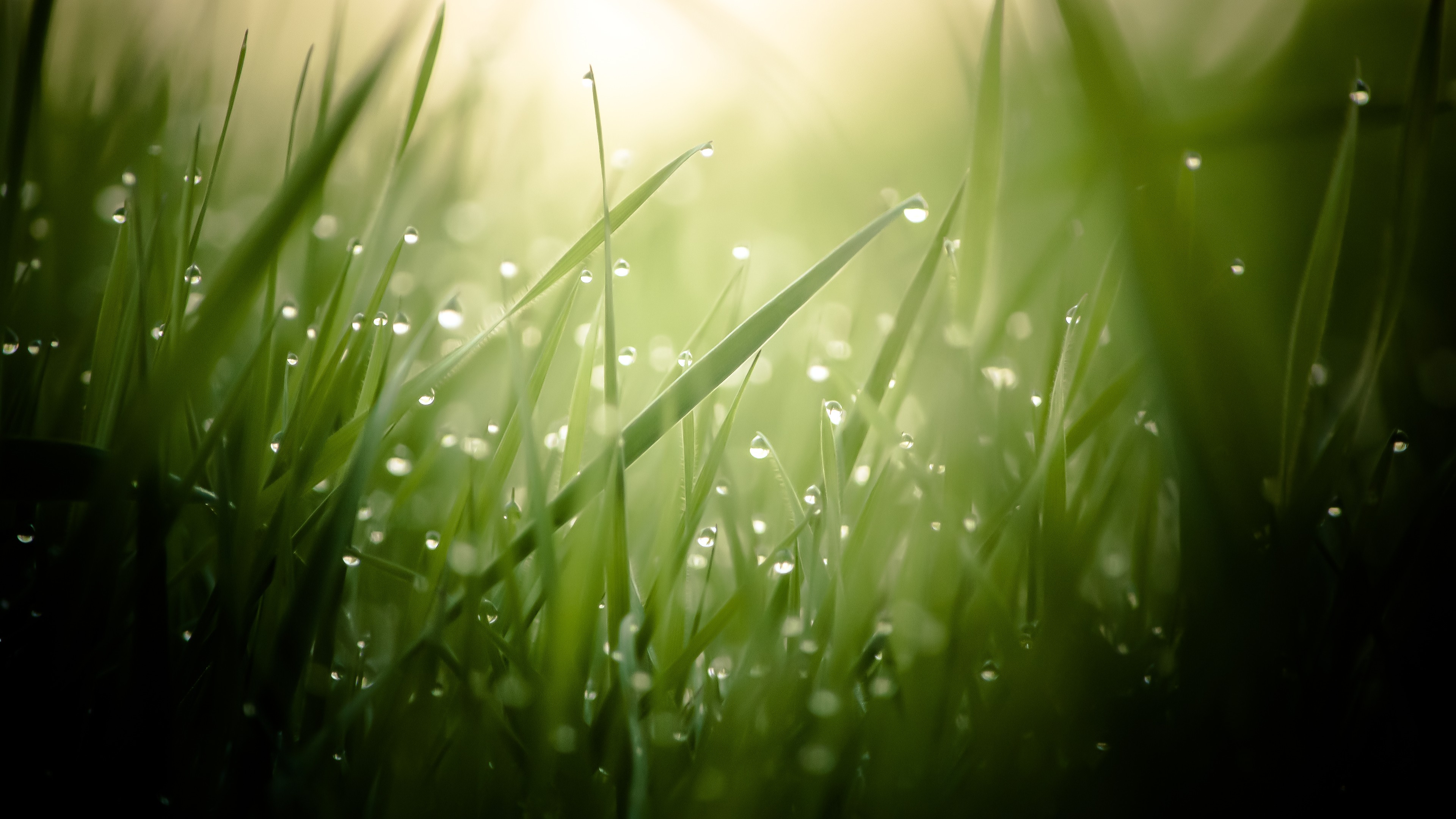 download awesome wallpapers,green,water,nature,moisture,grass