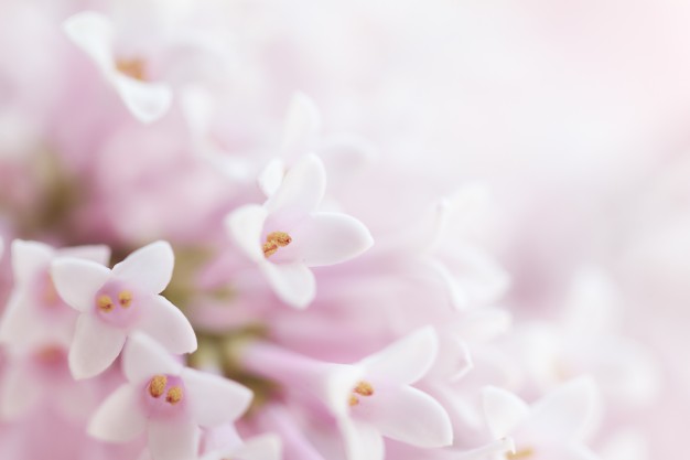 carta da parati delicata,bianca,rosa,petalo,fiore,lilla