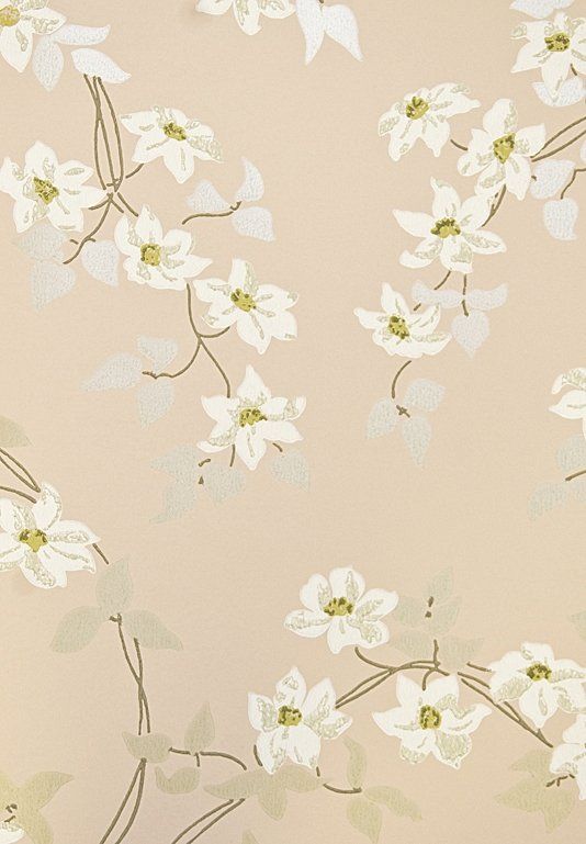 delicate wallpaper,branch,blossom,flower,plant,spring