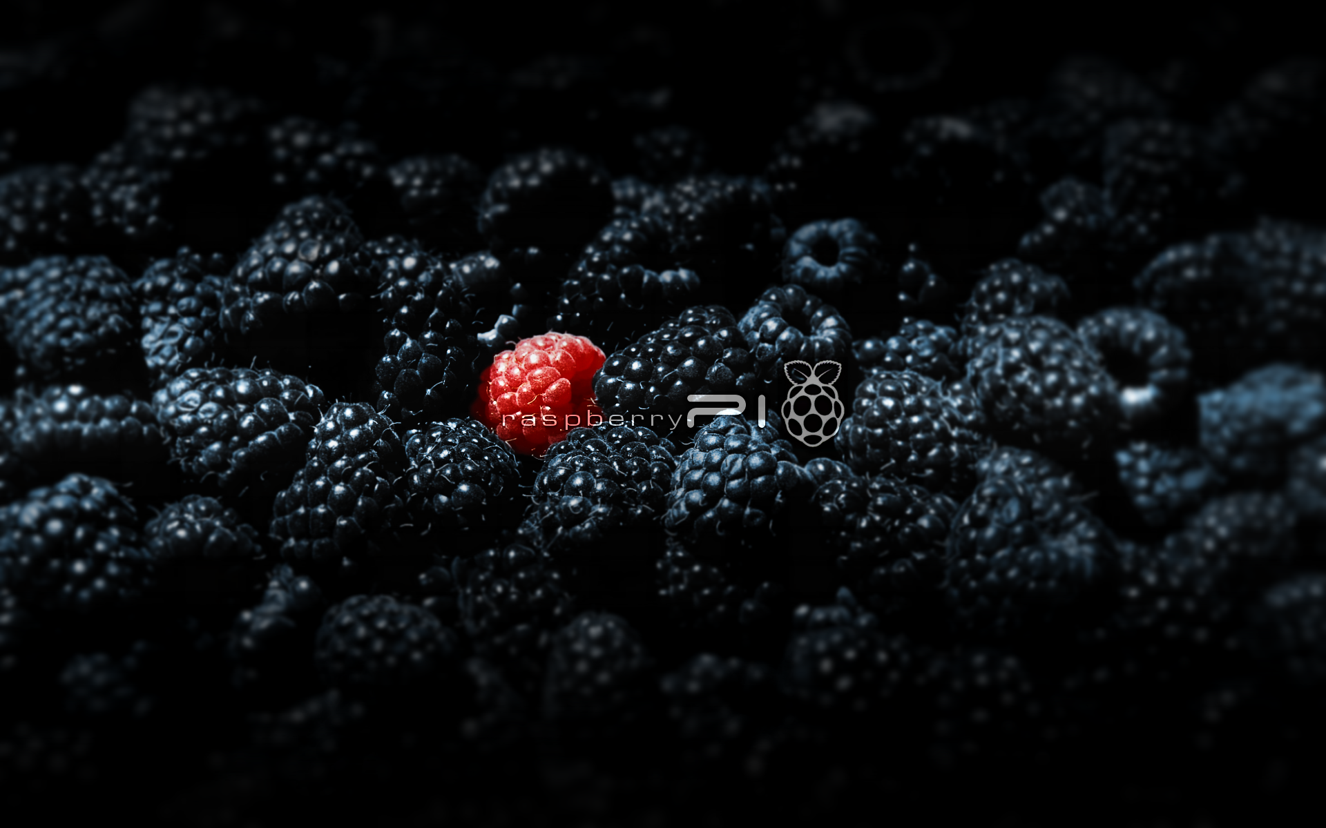 raspberry pi fondo de pantalla,mora,baya,negro,rojo,frutti di bosco