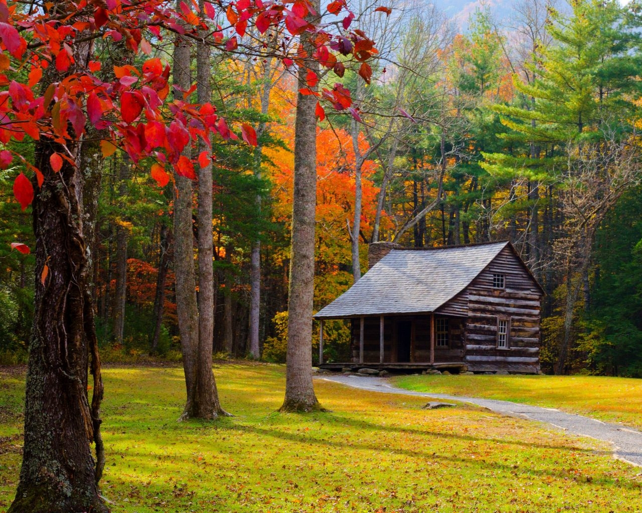家の壁紙写真,自然の風景,自然,木,葉,秋
