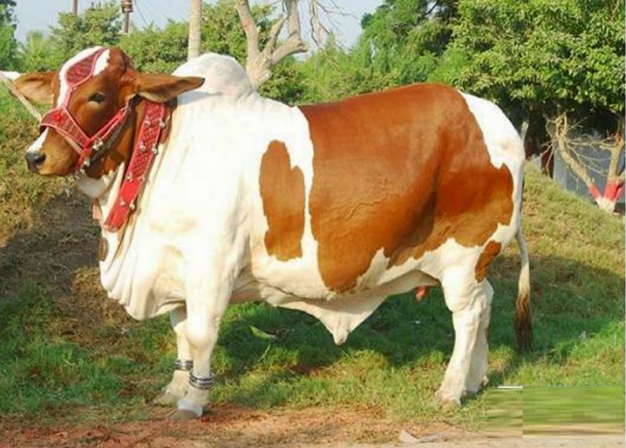 fondo de pantalla de eid ke,vaca lechera,ganado,familia vaca cabra,hocico