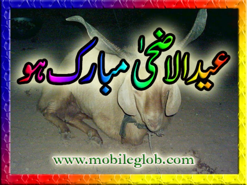 eid coming soon wallpaper,text,font,organism,photo caption,canidae
