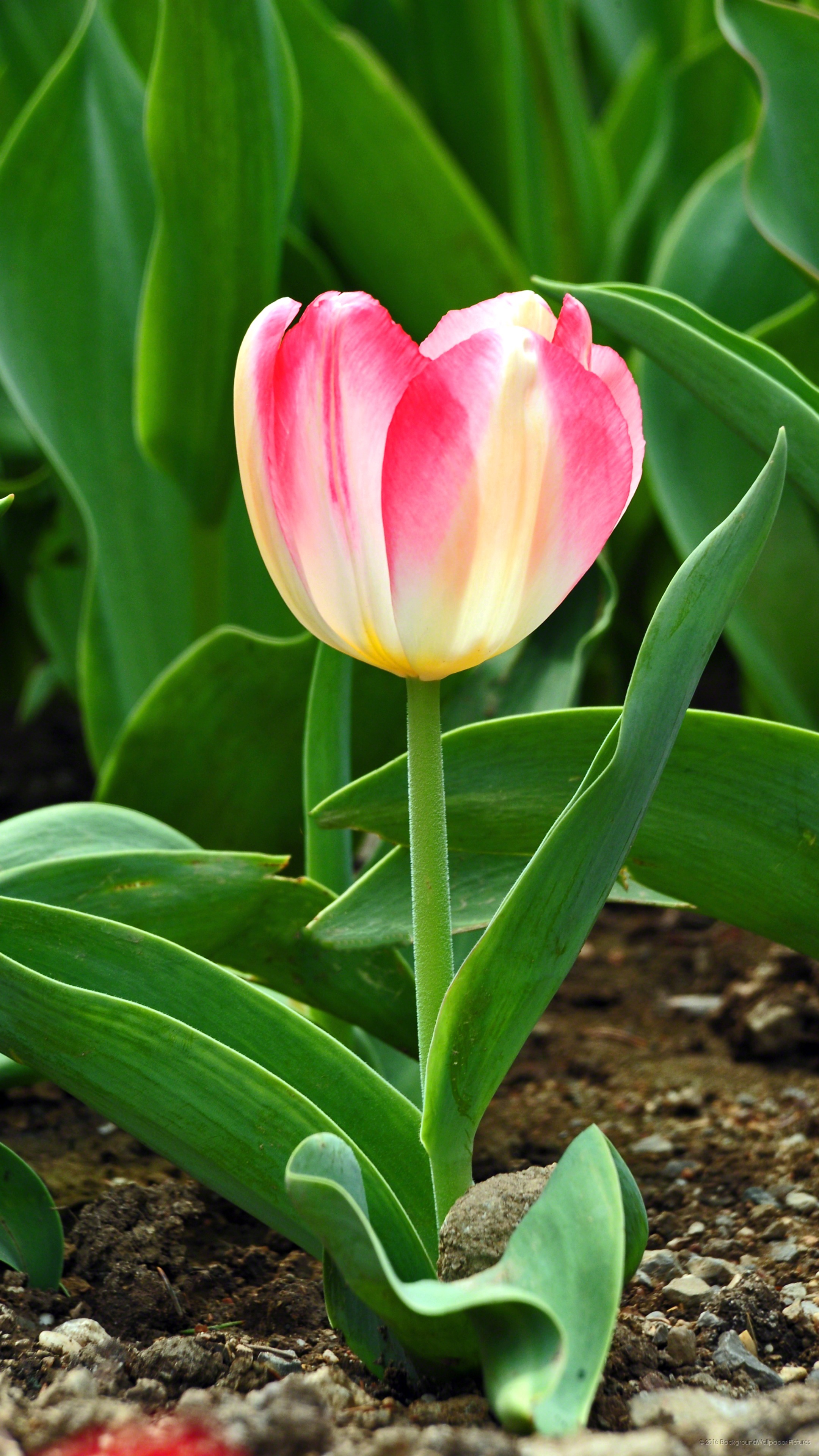 lyf mobile fondos de pantalla hd,flor,tulipán,planta floreciendo,tulipa humilis,planta