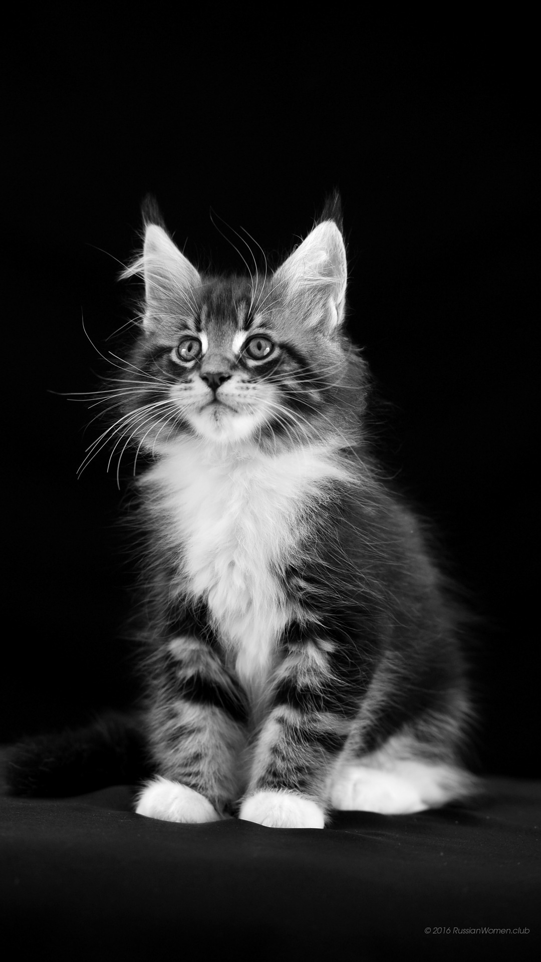 lyf mobile fondos de pantalla hd,gato,gatos pequeños a medianos,bigotes,felidae,en blanco y negro