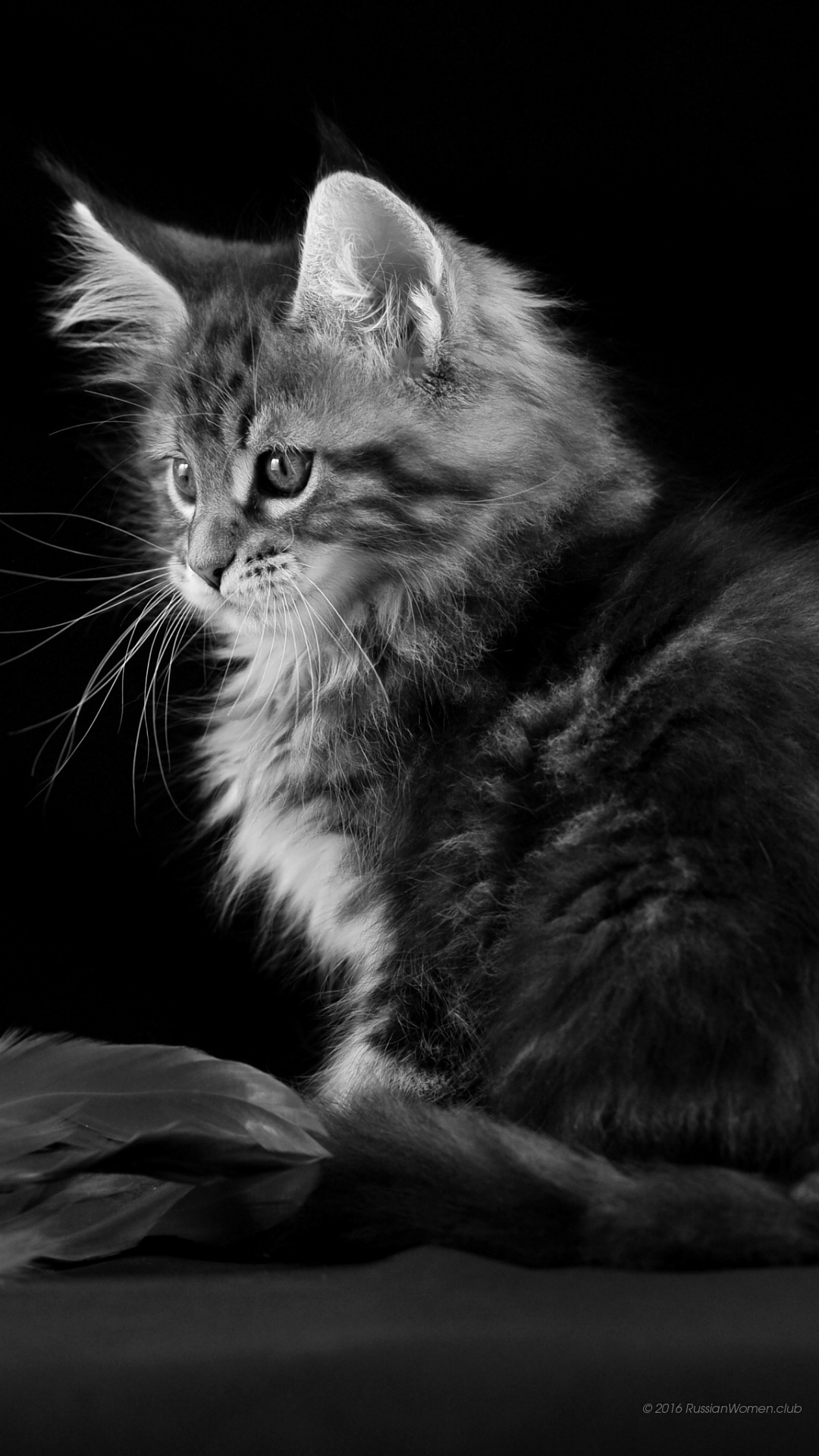 lyf mobile fondos de pantalla hd,gato,gatos pequeños a medianos,felidae,bigotes,en blanco y negro