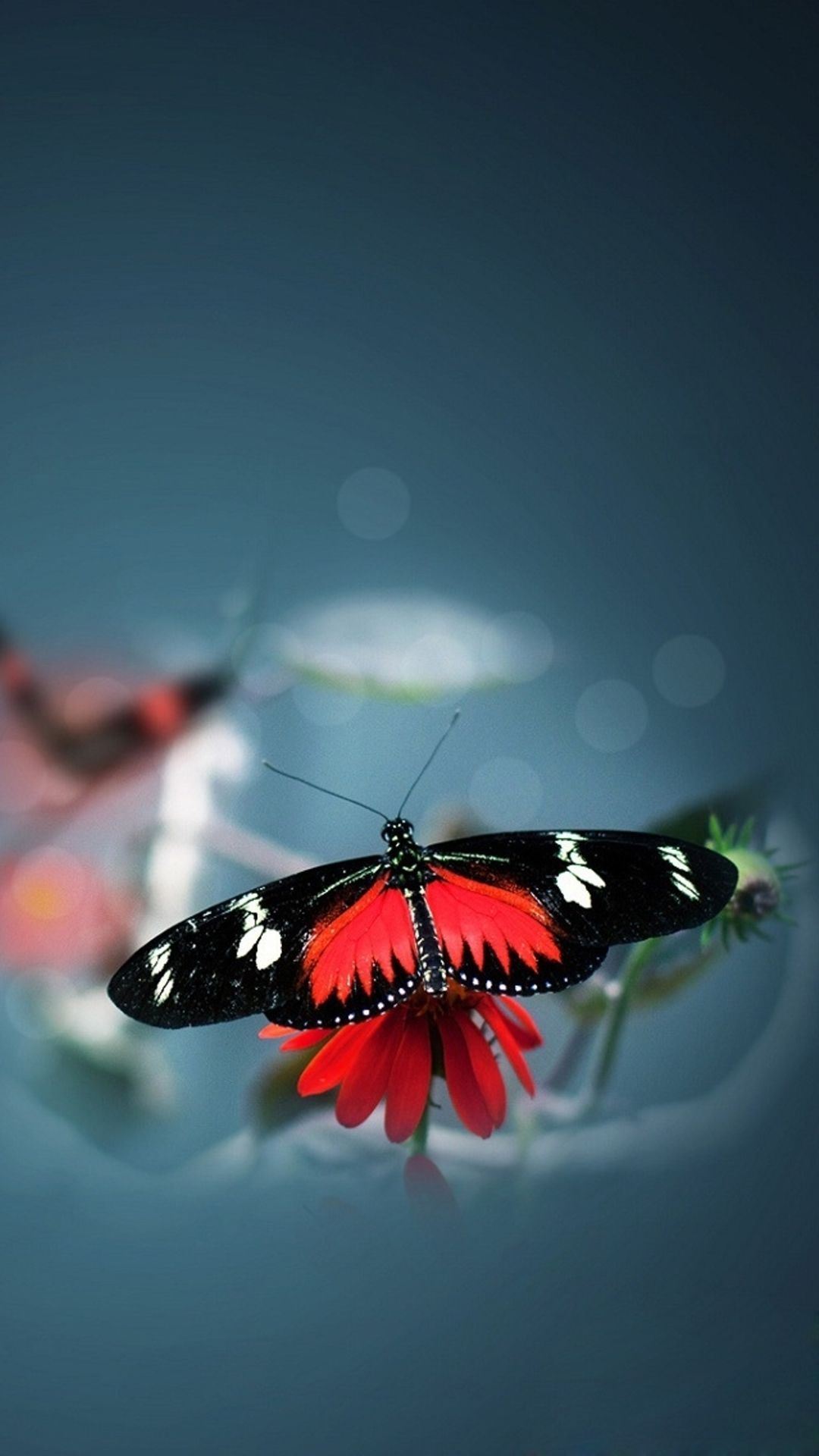 lyf mobile fondos de pantalla hd,mariposa,naturaleza,insecto,rojo,polillas y mariposas