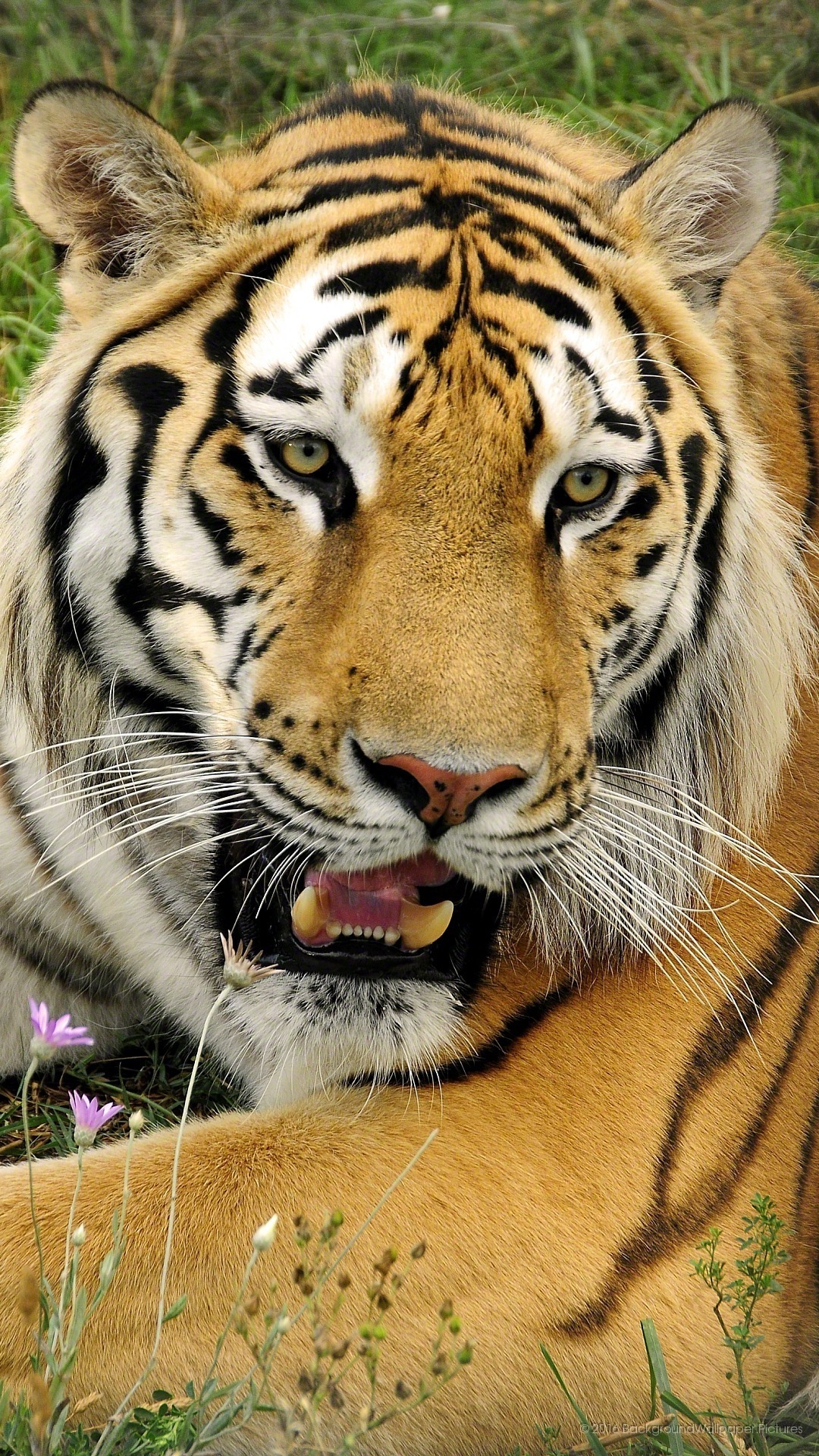 lyf mobile fondos de pantalla hd,tigre,animal terrestre,fauna silvestre,tigre de bengala,tigre siberiano