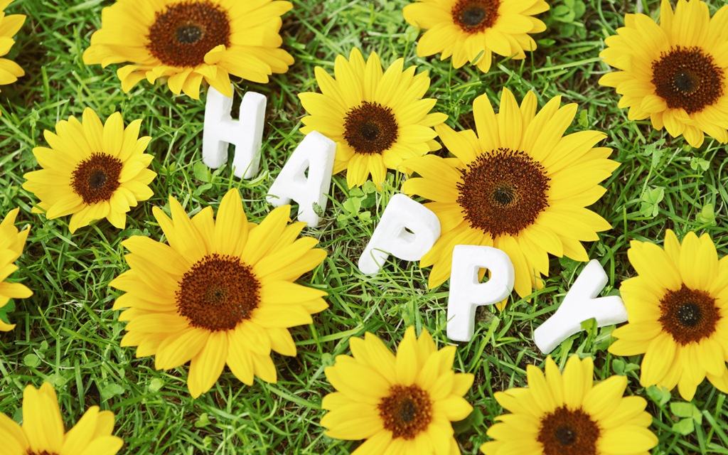 happy life wallpaper,flower,sunflower,plant,yellow,flowering plant