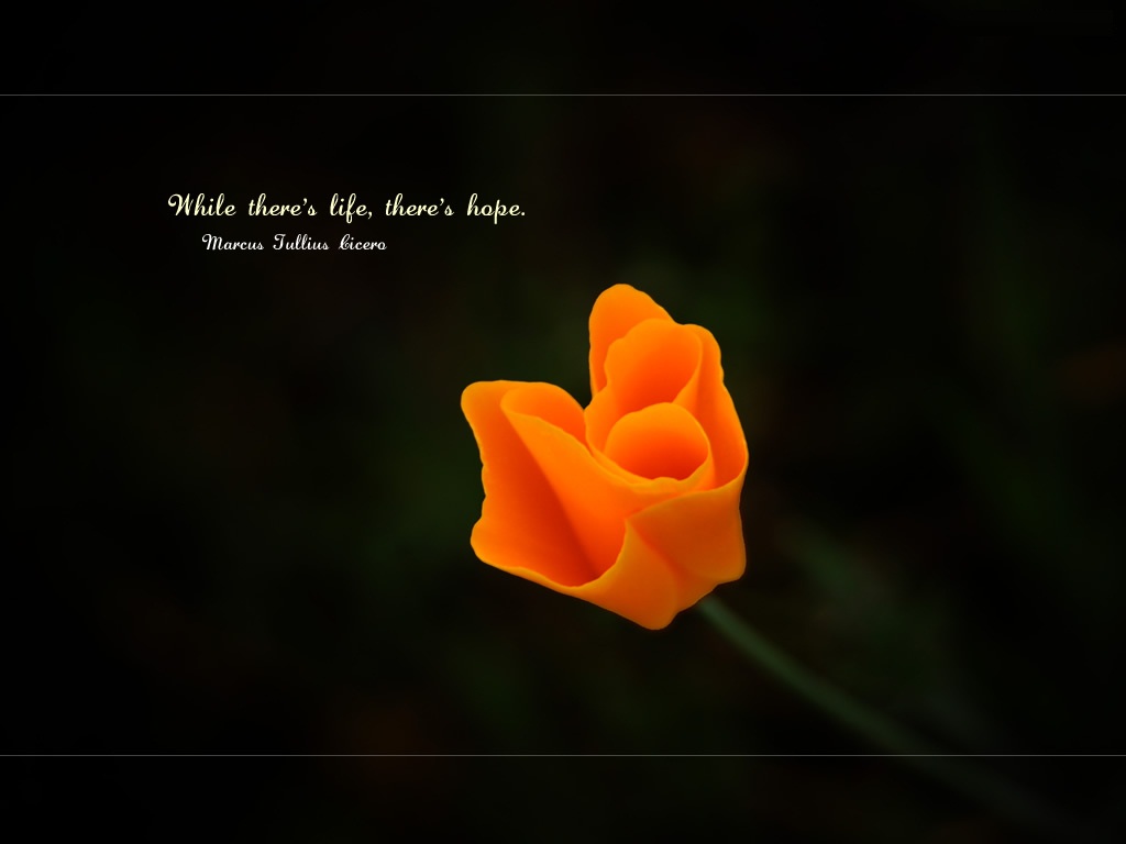 good life wallpaper,orange,petal,plant,macro photography,font