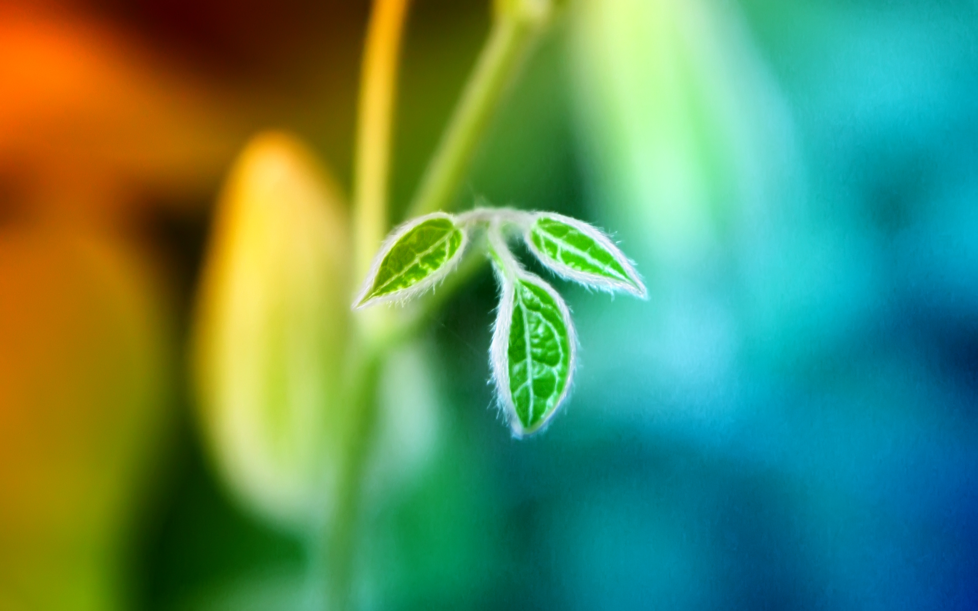 fond d'écran de fin de vie,vert,feuille,la nature,l'eau,macro photographie