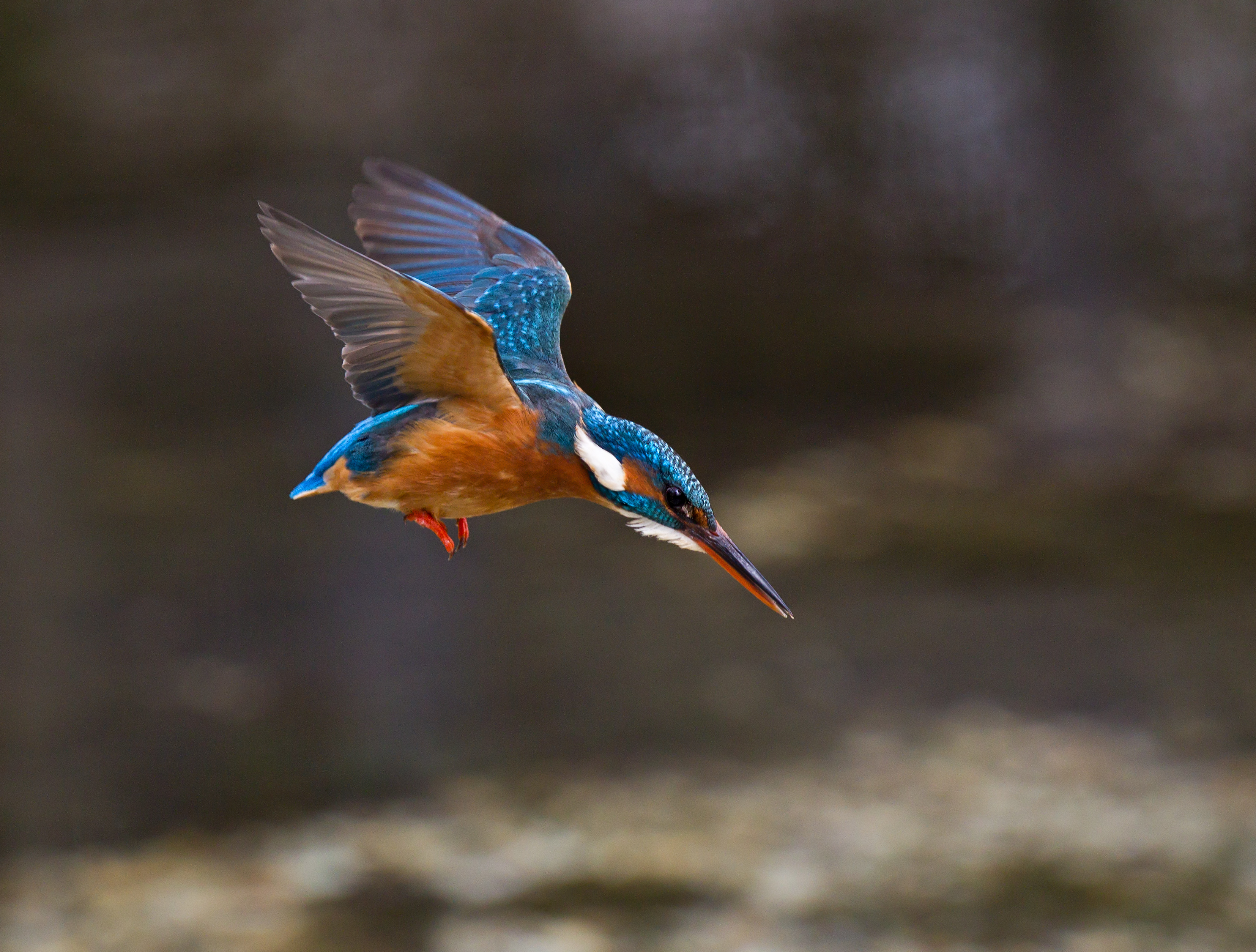 一般的な壁紙,鳥,野生動物,coraciiformes,ローラー,ハチクイ