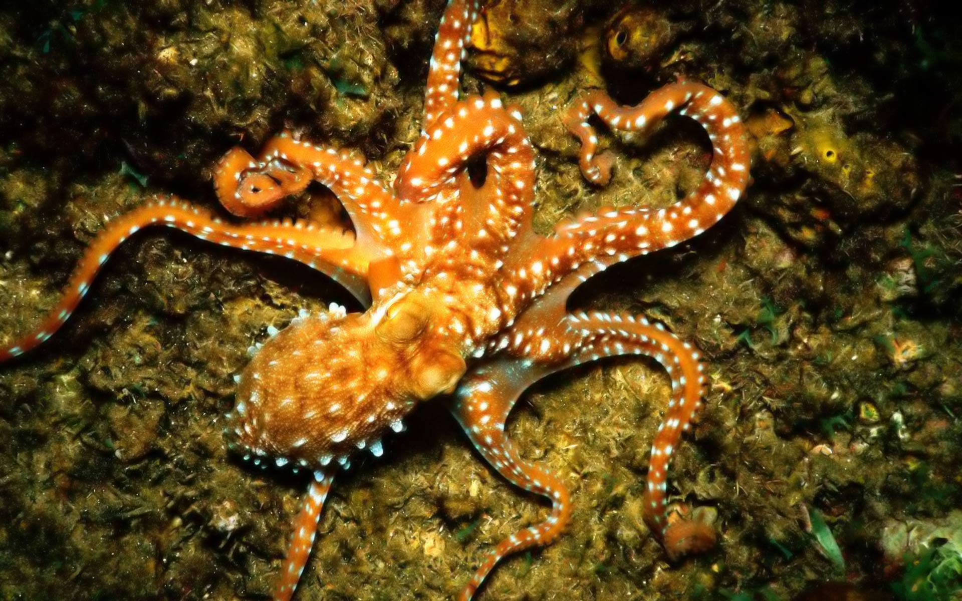 common wallpaper,octopus,cephalopod,invertebrate,organism,marine invertebrates