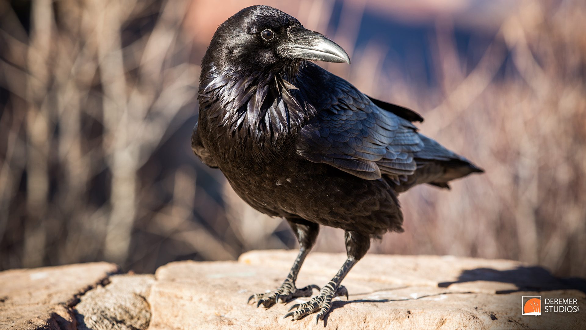 common wallpaper,bird,vertebrate,beak,raven,crow