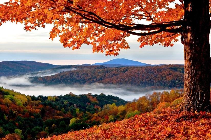 free fall desktop wallpaper,natural landscape,nature,tree,leaf,sky
