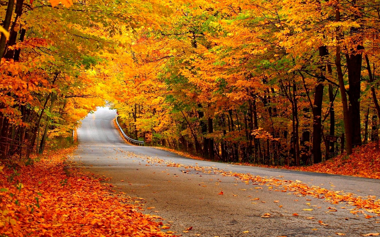 自由落下のデスクトップの壁紙,自然の風景,木,自然,葉,秋