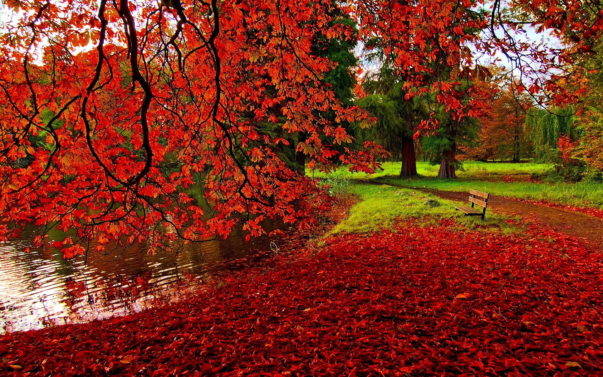 fondos de escritorio de caída libre,árbol,paisaje natural,rojo,naturaleza,hoja