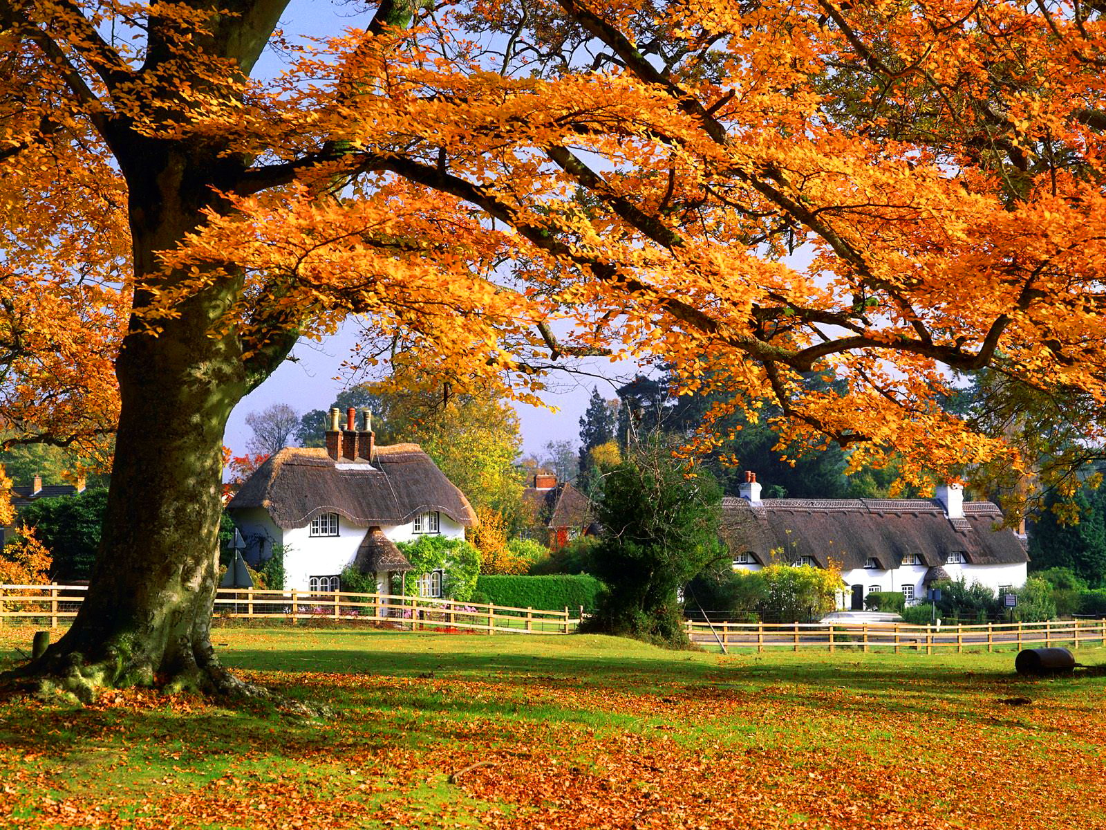 イギリスの田舎の壁紙,木,自然,葉,自然の風景,秋