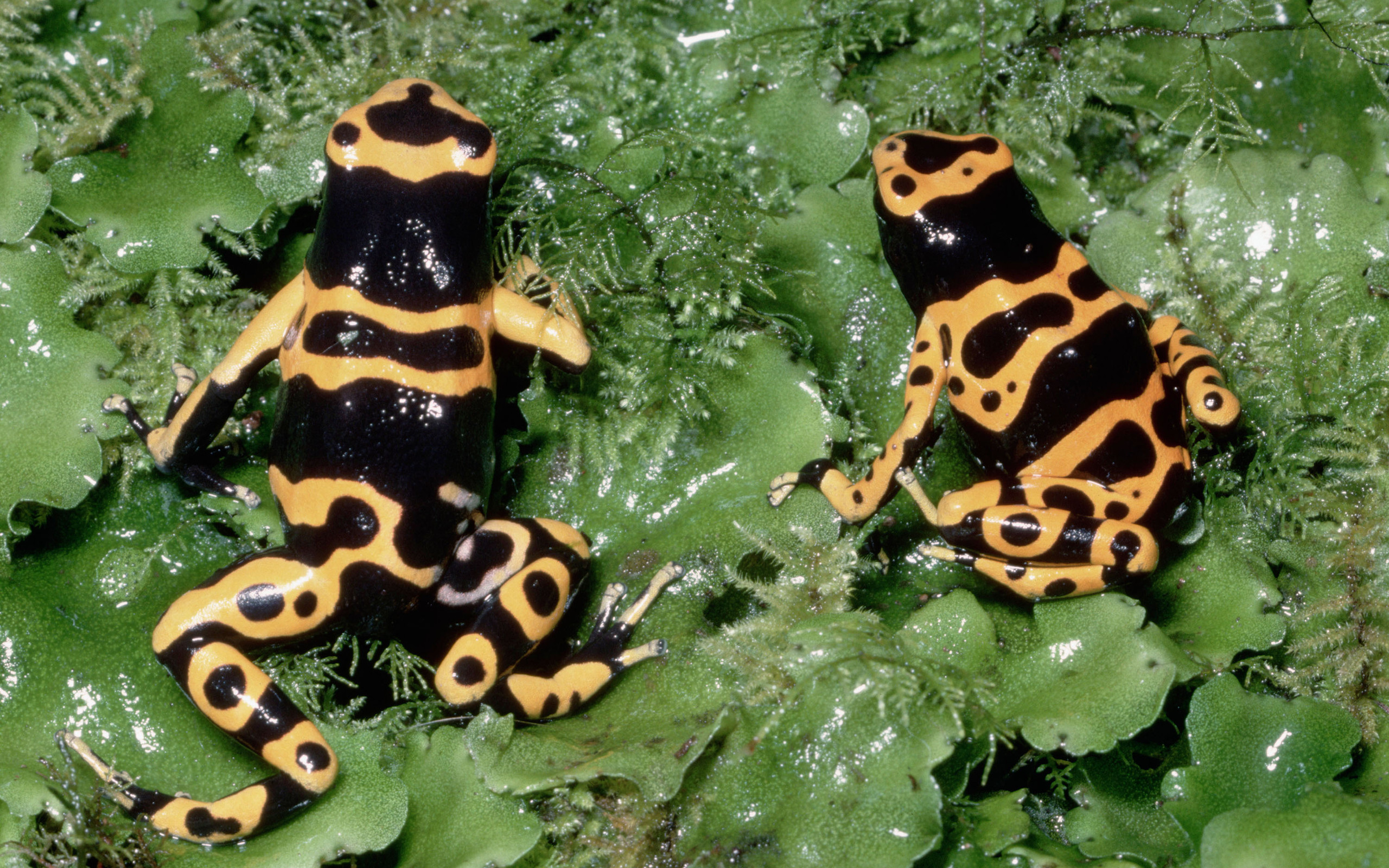 poison wallpaper,amphibian,frog,toad,terrestrial animal,poison dart frog