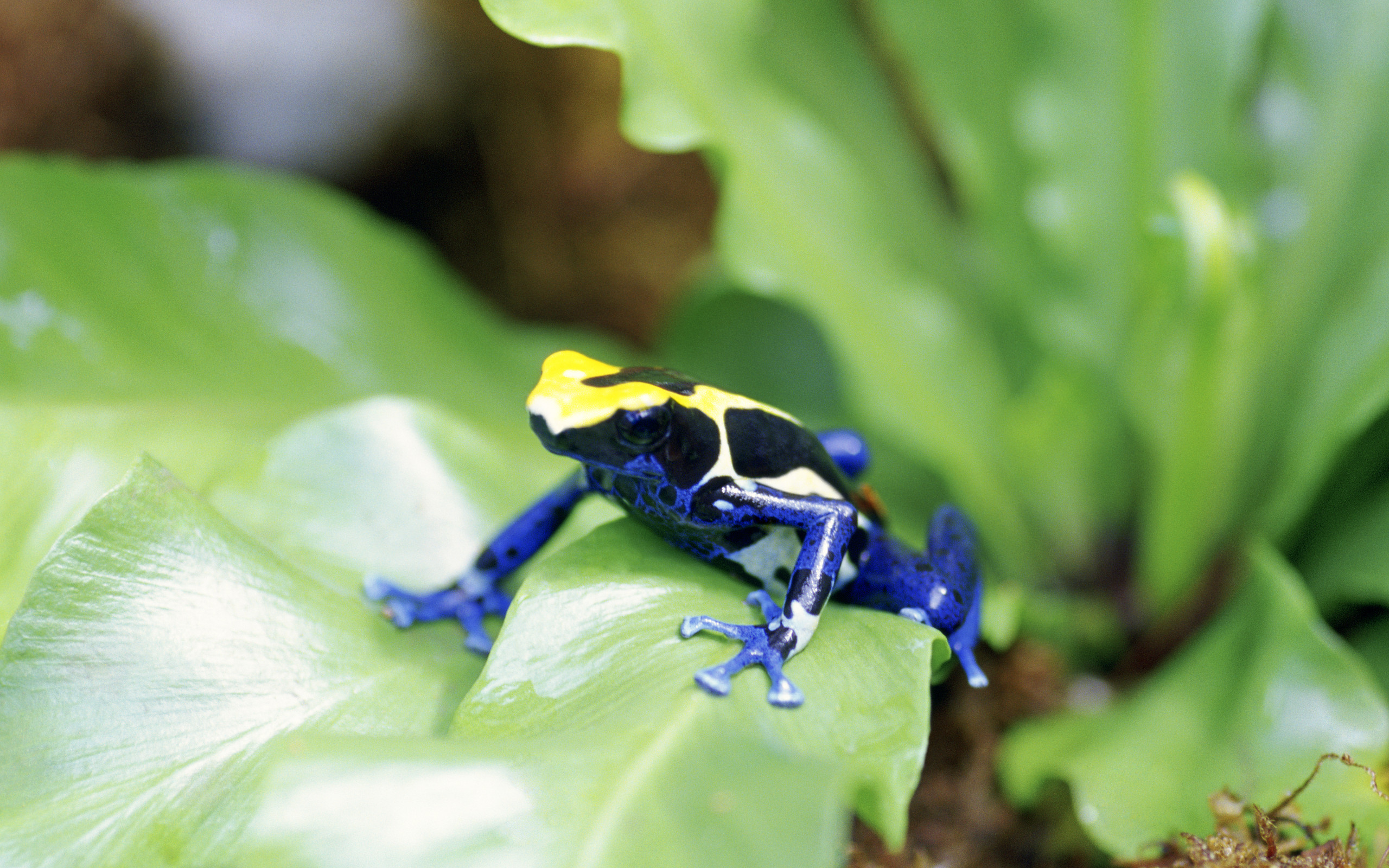 gift tapete,frosch,giftpfeilfrosch,pflanze,phyllobaten,makrofotografie