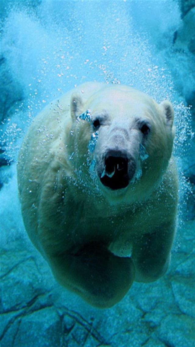 polar bear iphone wallpaper,polar bear,vertebrate,bear,mammal,polar bear