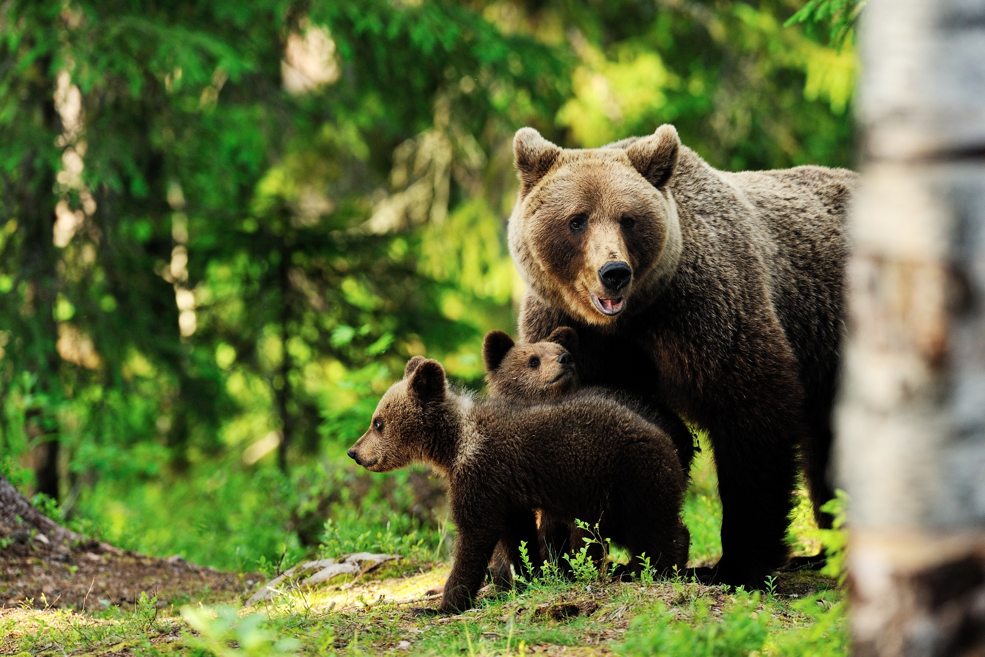 b r wallpaper,orso bruno,animale terrestre,orso grizzly,orso,natura