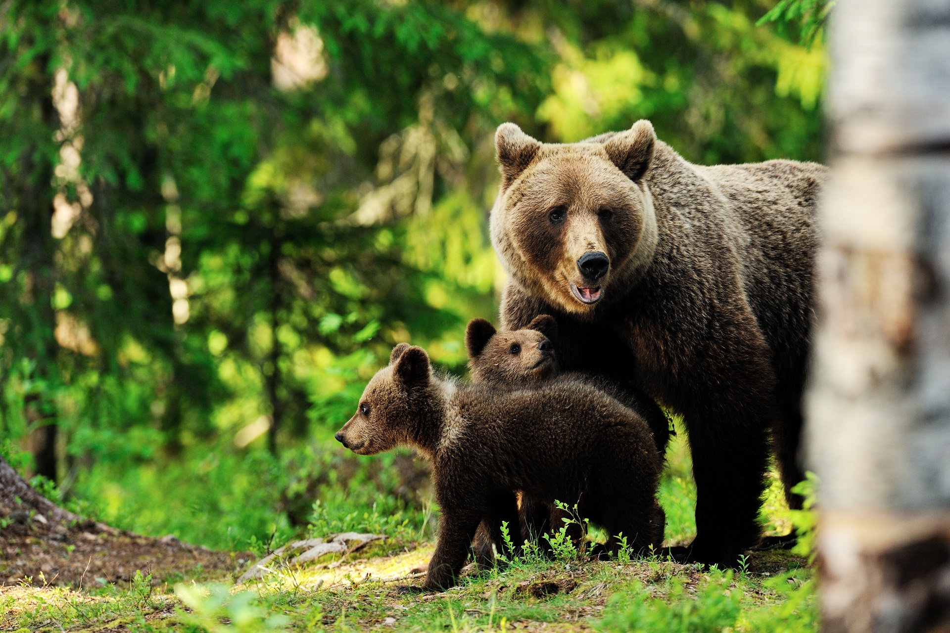 b r fond d'écran,ours brun,animal terrestre,grizzly,ours,faune