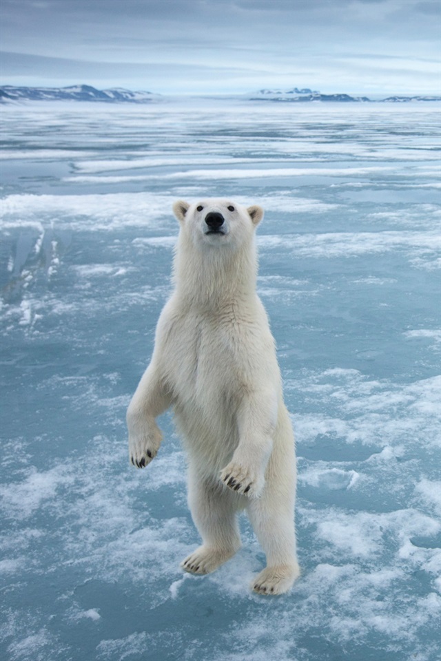 polar bear iphone wallpaper,polar bear,bear,polar ice cap,arctic,arctic ocean
