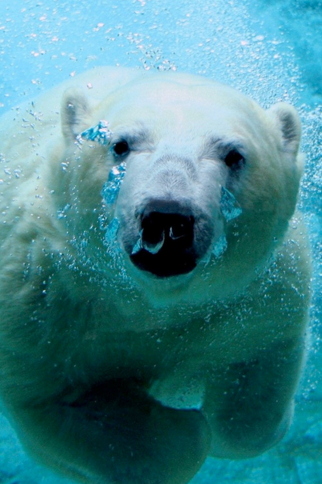 polar bear iphone wallpaper,polar bear,vertebrate,bear,mammal,polar bear