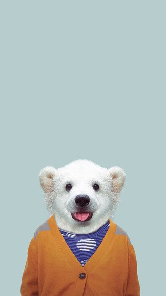 북극곰 아이폰 배경 화면,하얀,머리,주둥이,곰