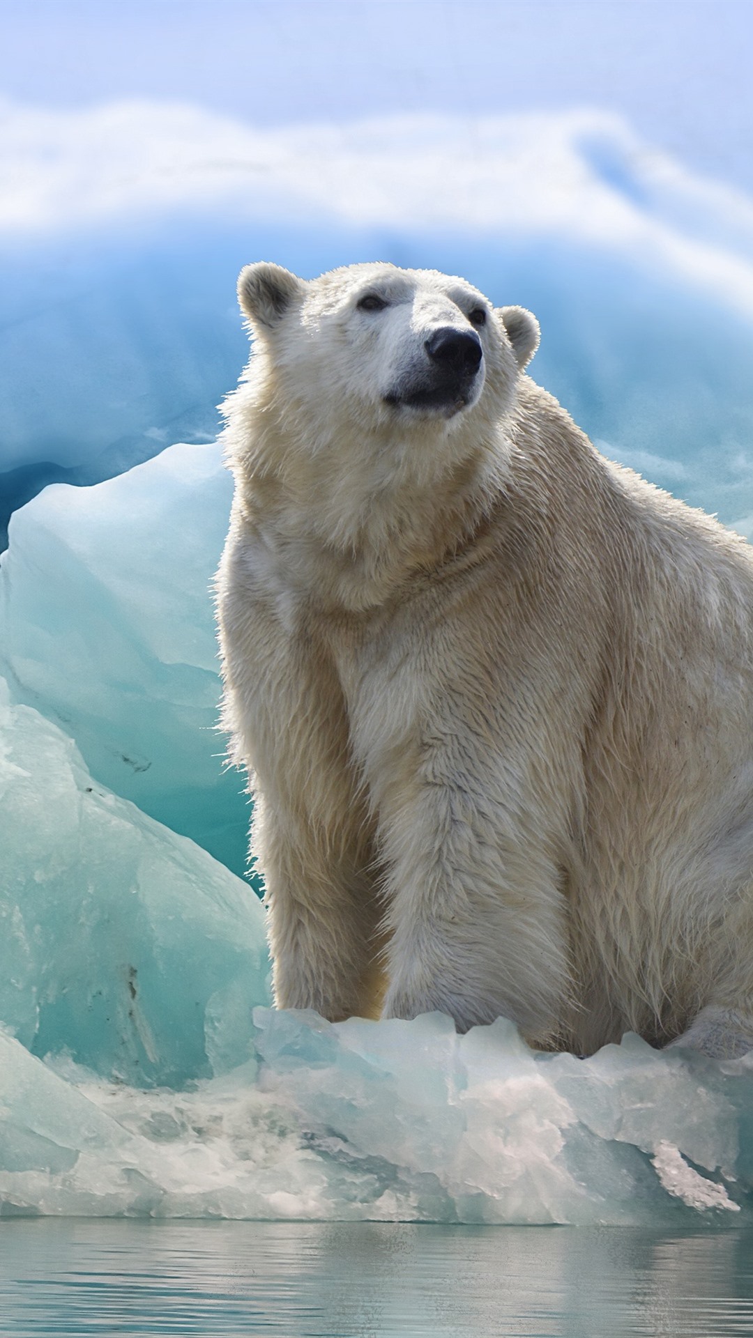 polar bear iphone wallpaper,polar bear,mammal,bear,vertebrate,polar ice cap