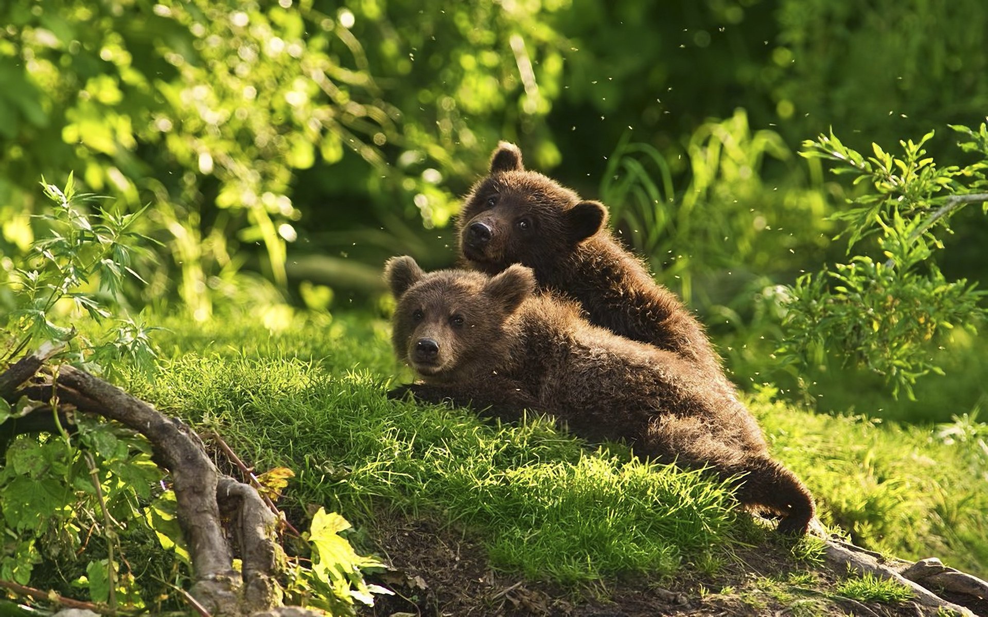bär wallpaper,brown bear,mammal,vertebrate,terrestrial animal,grizzly bear