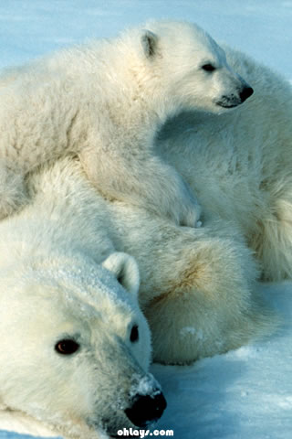 북극곰 아이폰 배경 화면,북극곰,곰,북극곰,지상파 동물